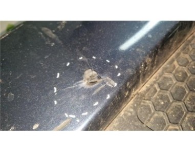 Paragolpes Delantero Volvo S80 Berlina  2 4 D5 Summum [2 4 Ltr  - 136 kW Diesel CAT]